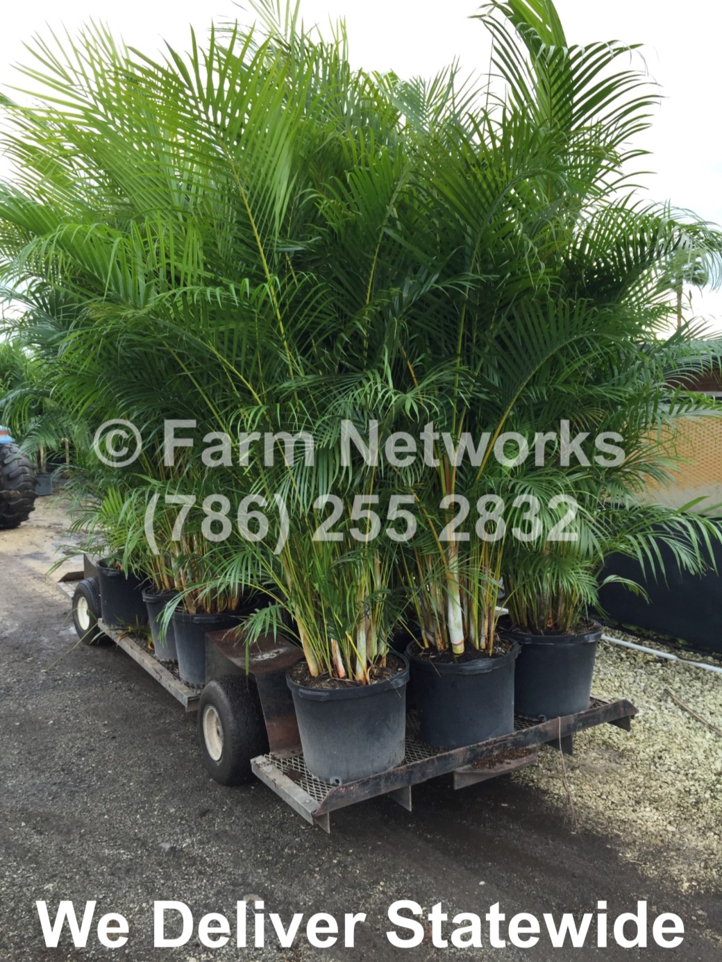 Areca-Palm-Trees-West Palm Beach