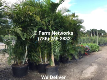 Broward Palm Trees, Growers