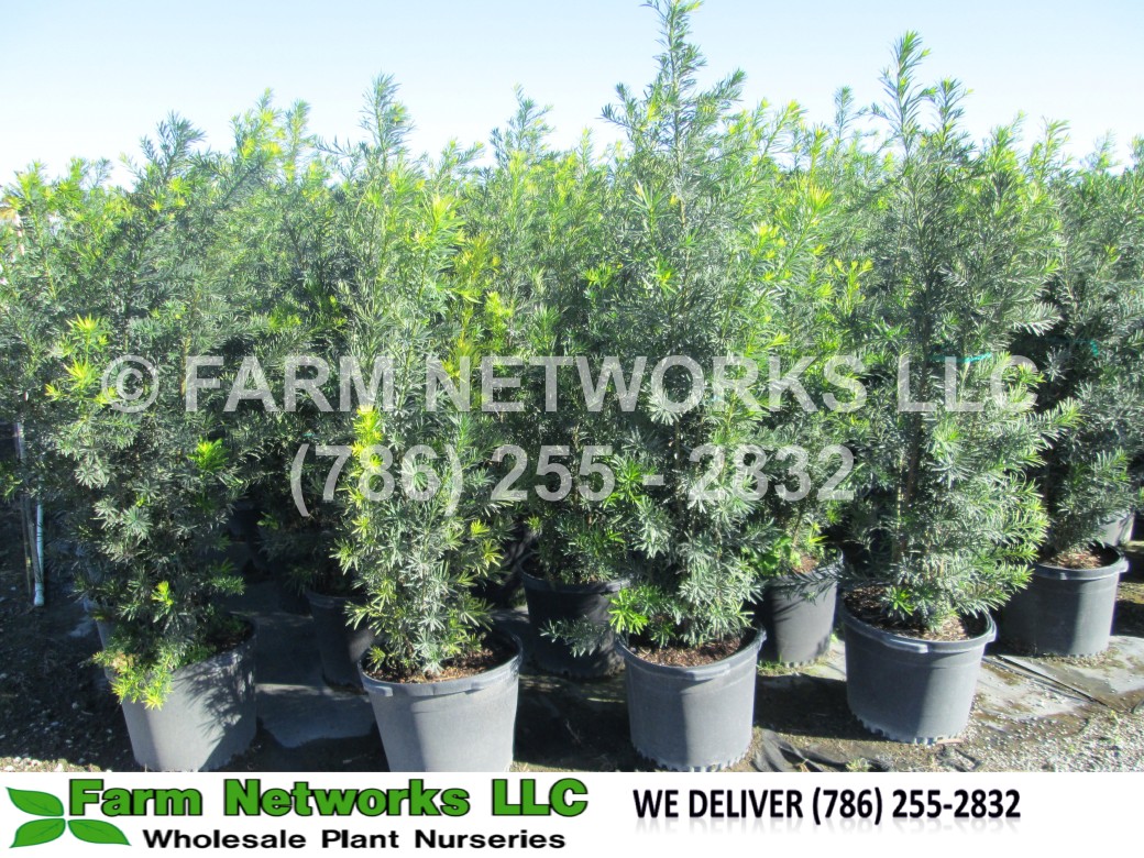 Podocarpus-Hedge-Growers