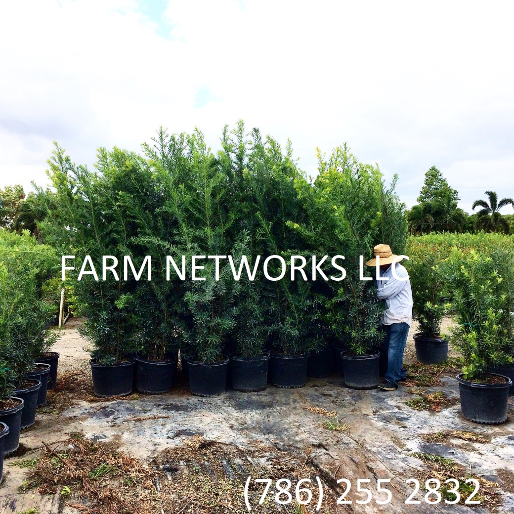 Podocarpus-Hedge-in-45-Gallon